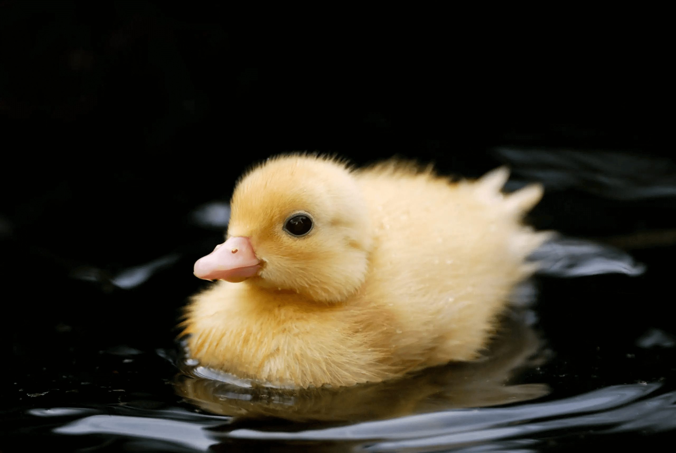 pato